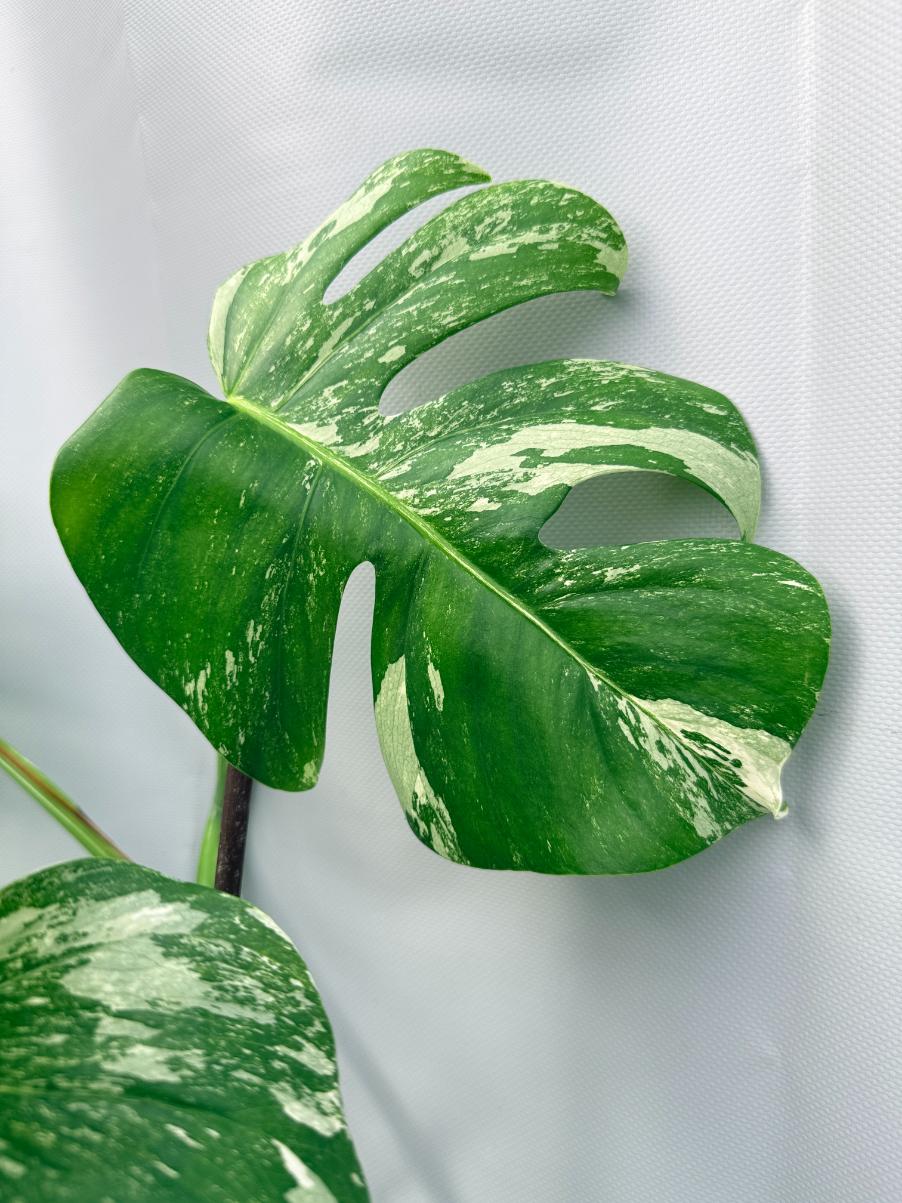 Monstera  Albo Variegata 07