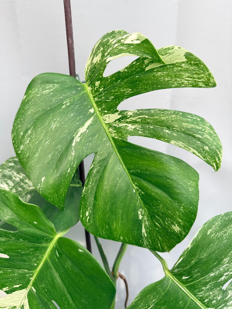 Monstera  Albo Variegata 08