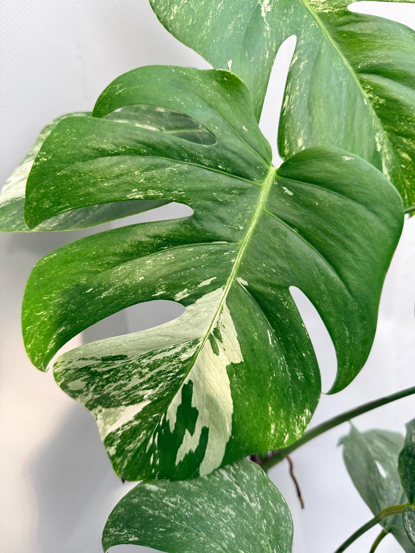 Monstera  Albo Variegata 09