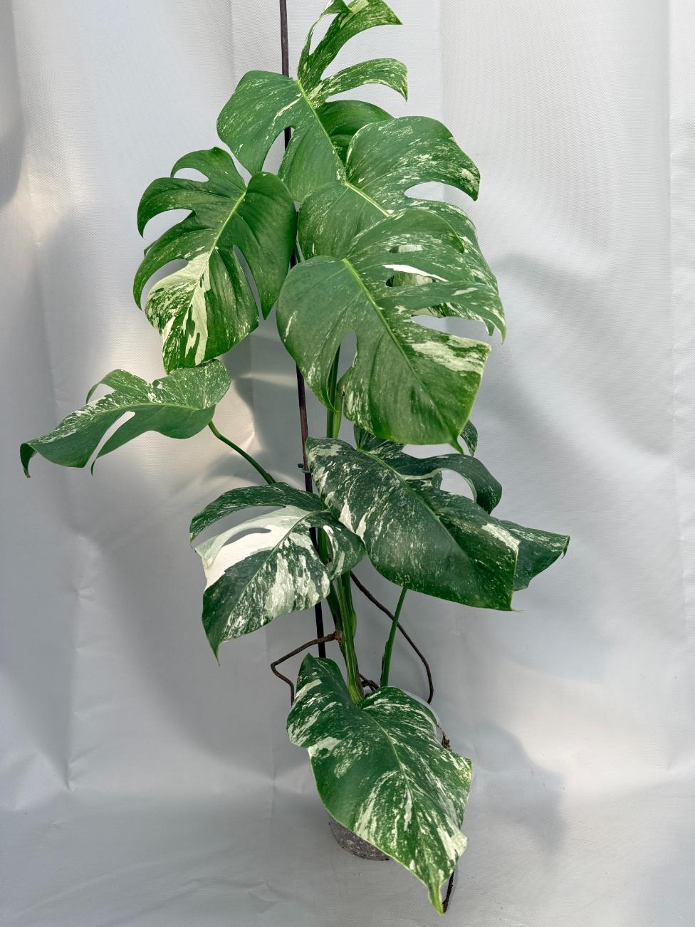 Monstera  Albo Variegata 01