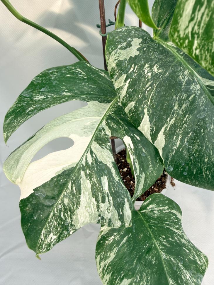 Monstera  Albo Variegata 03