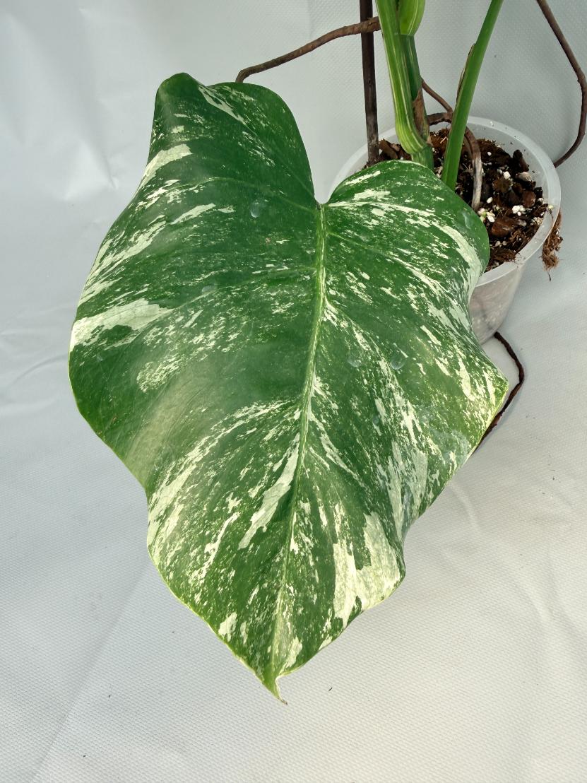 Monstera  Albo Variegata 04