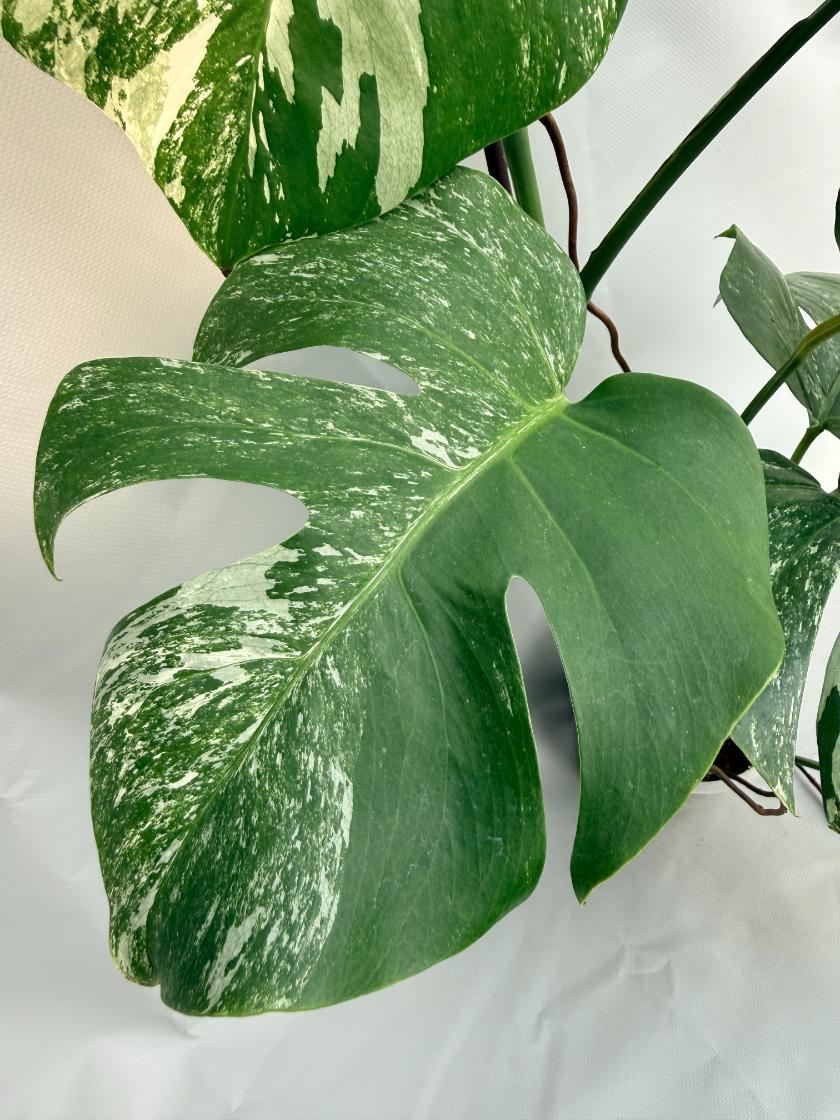 Monstera  Albo Variegata 05