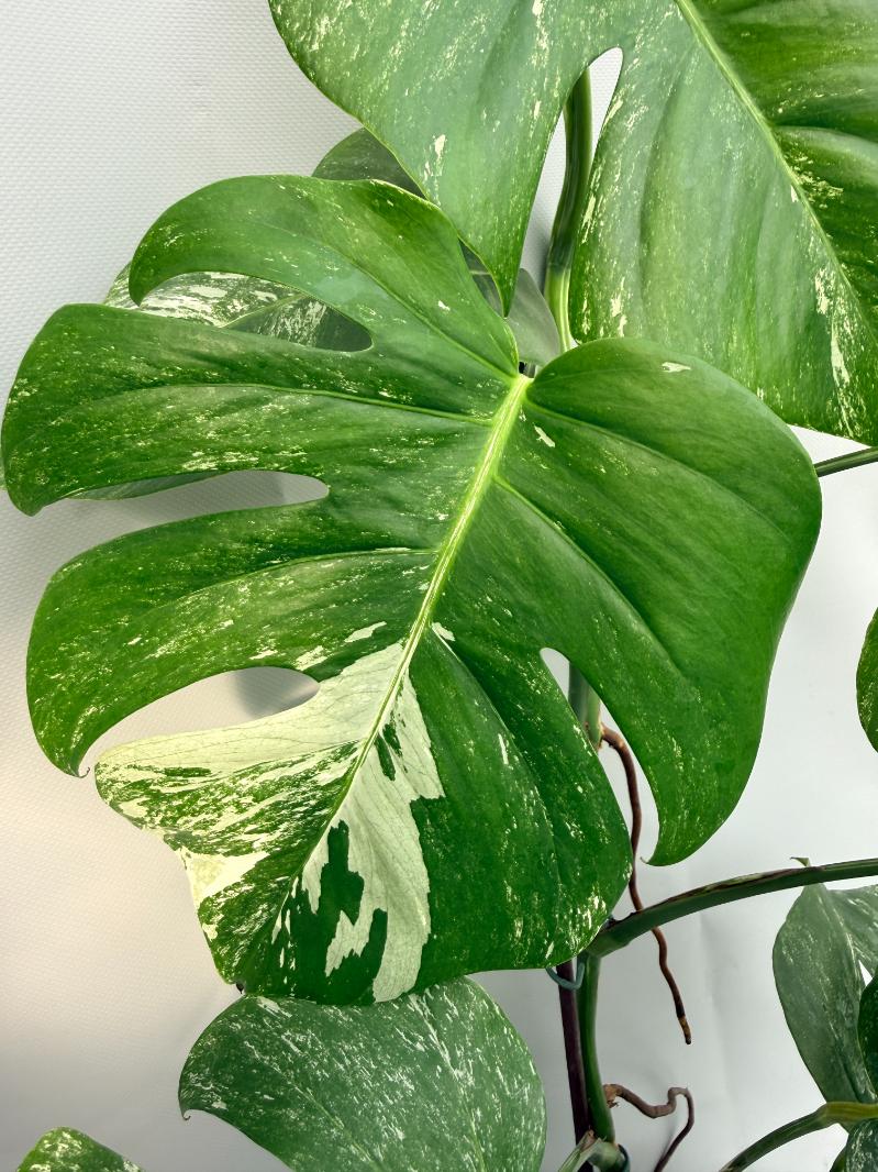 Monstera  Albo Variegata 06