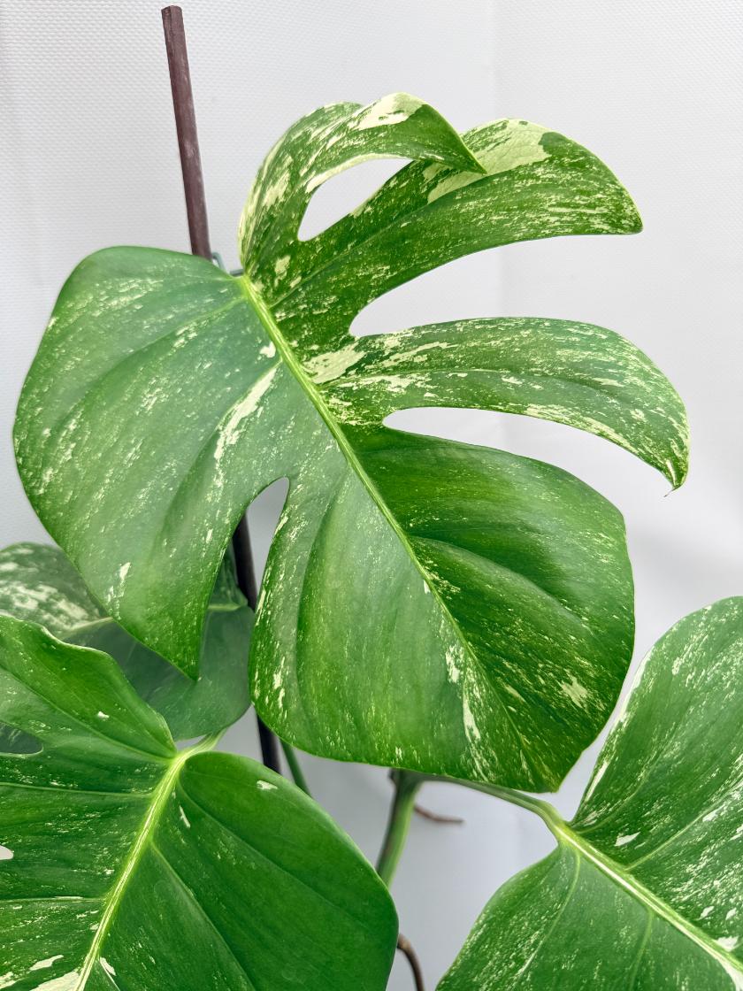 Monstera  Albo Variegata 07