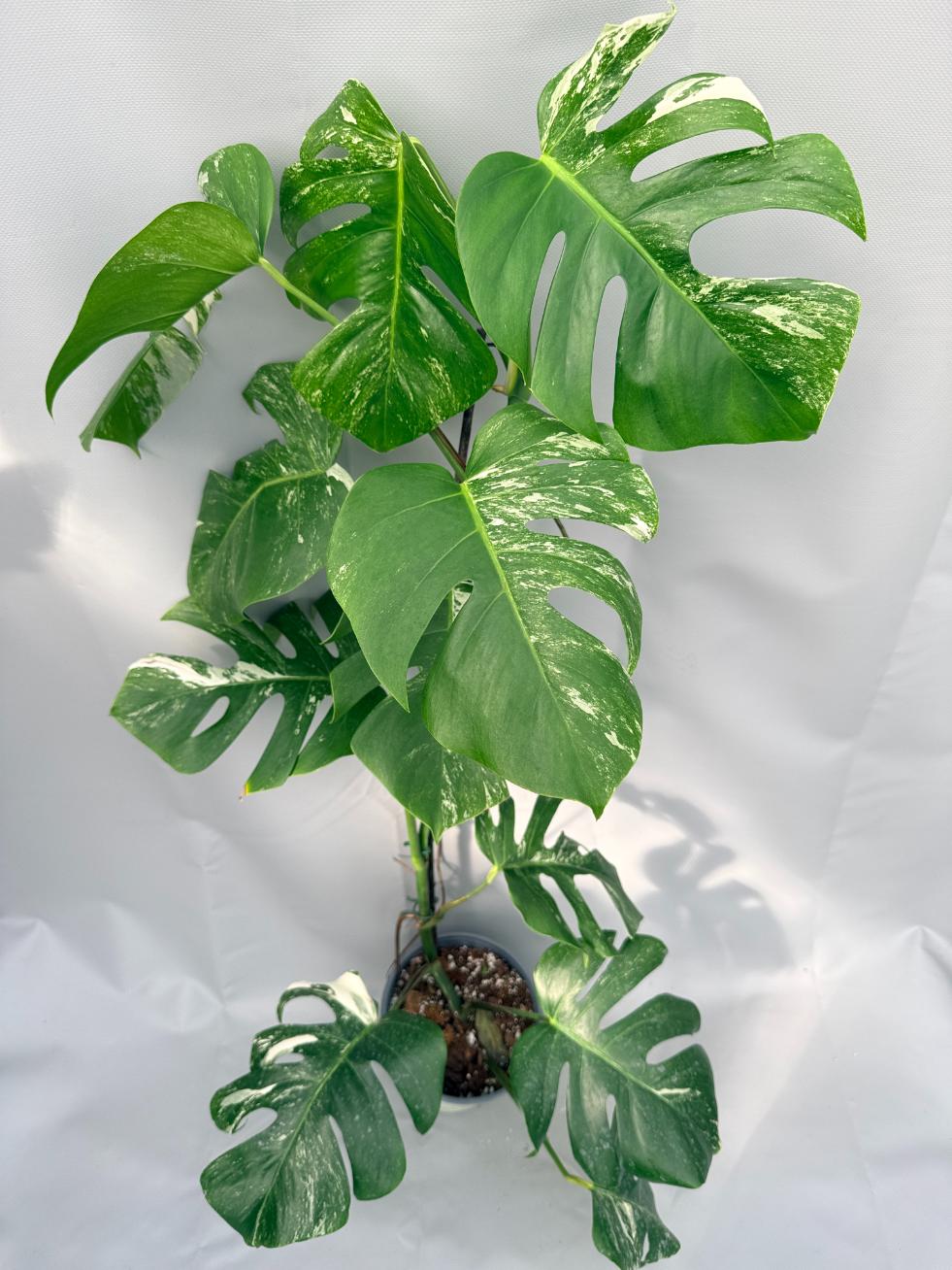 Monstera  Albo Variegata 01