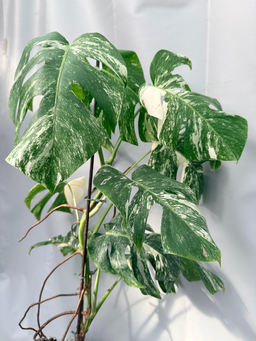 Monstera  Albo Variegata 07