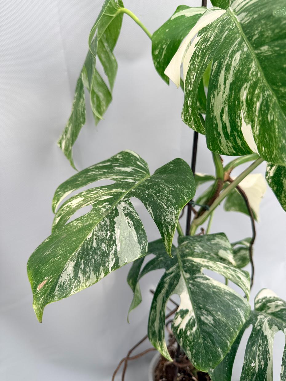 Monstera  Albo Variegata 02