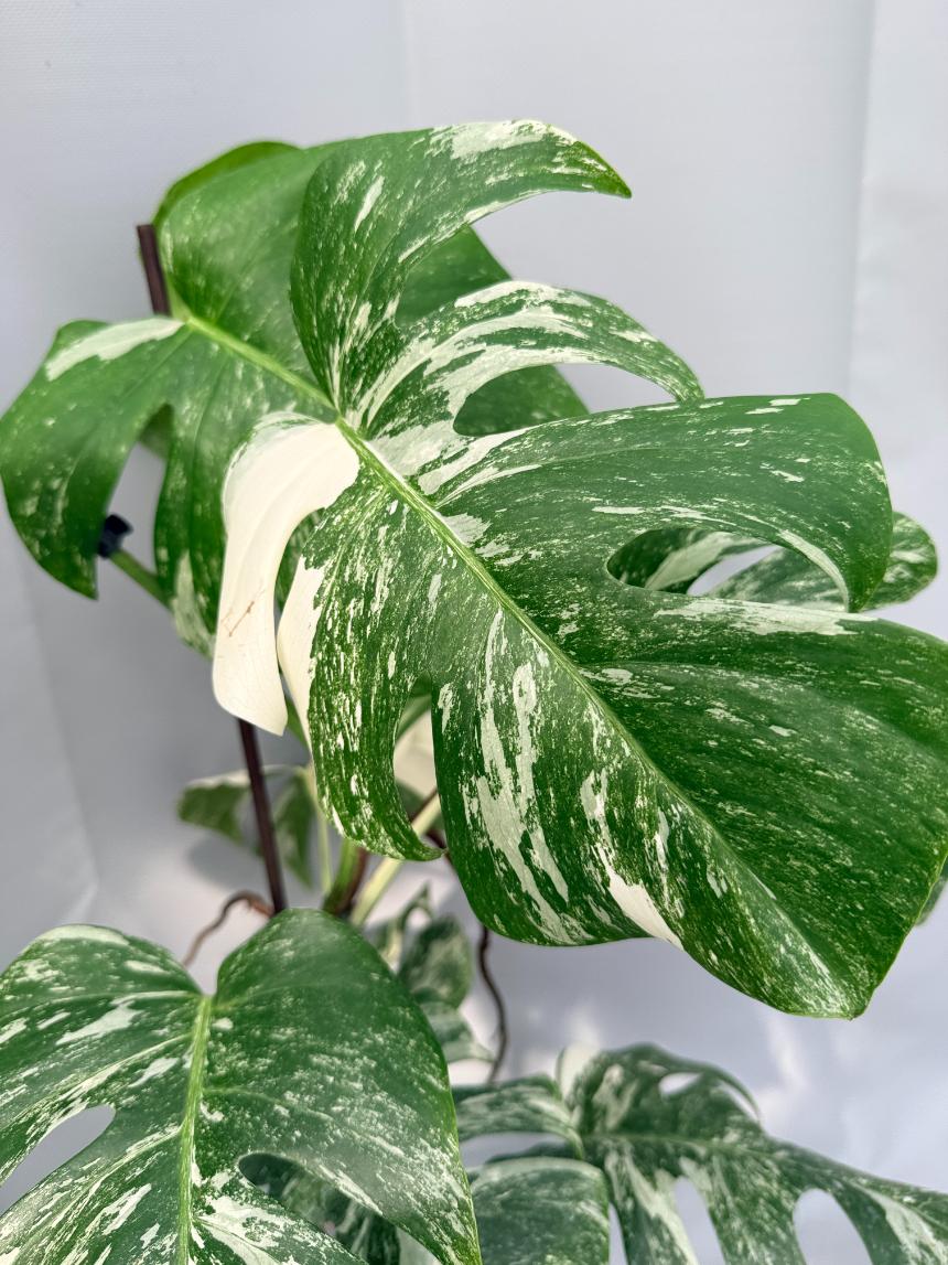 Monstera  Albo Variegata 03