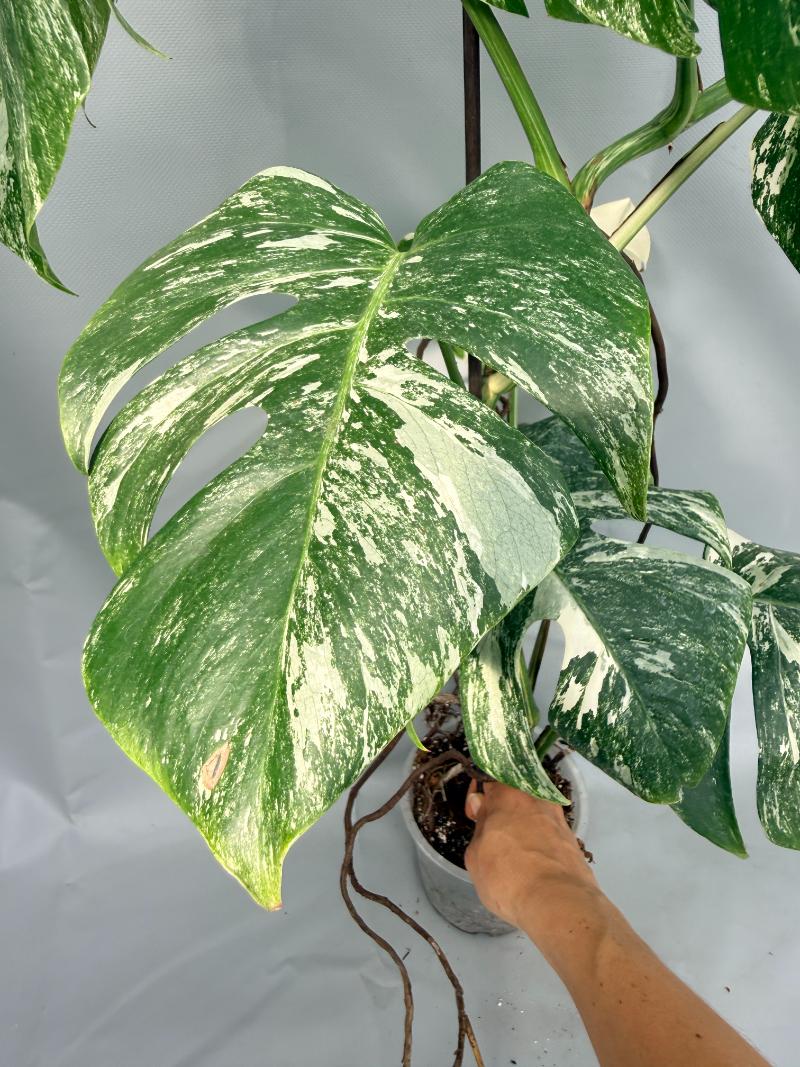 Monstera  Albo Variegata 04