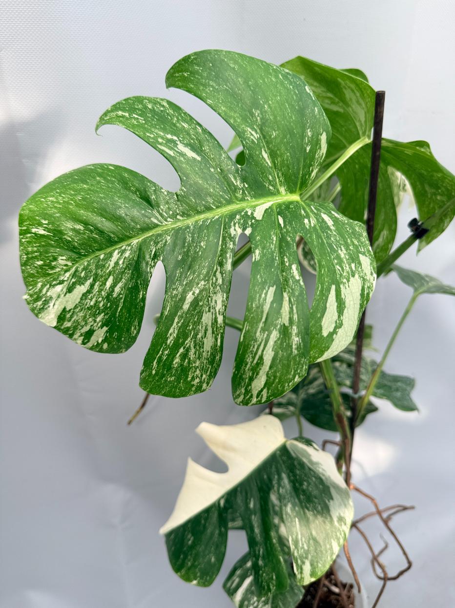 Monstera  Albo Variegata 05