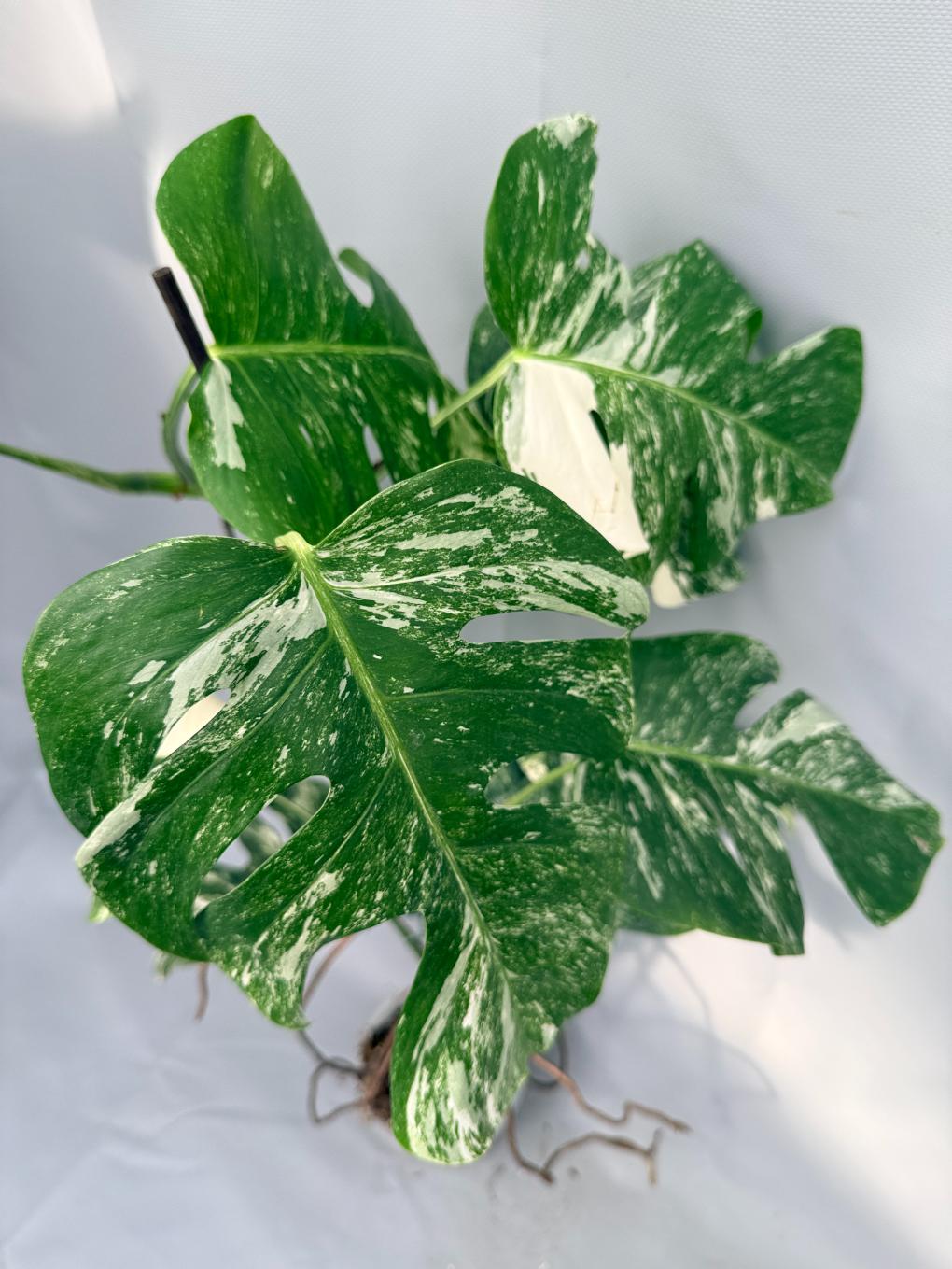 Monstera  Albo Variegata 06