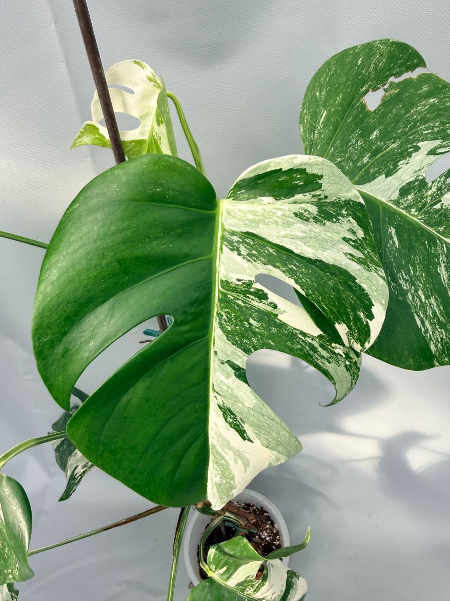 Monstera  Albo Variegata 06