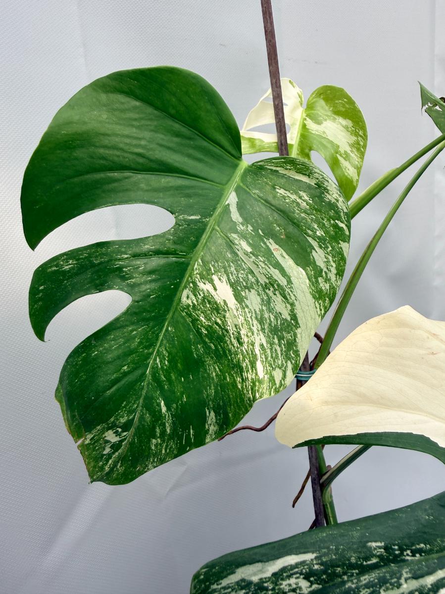 Monstera  Albo Variegata 07