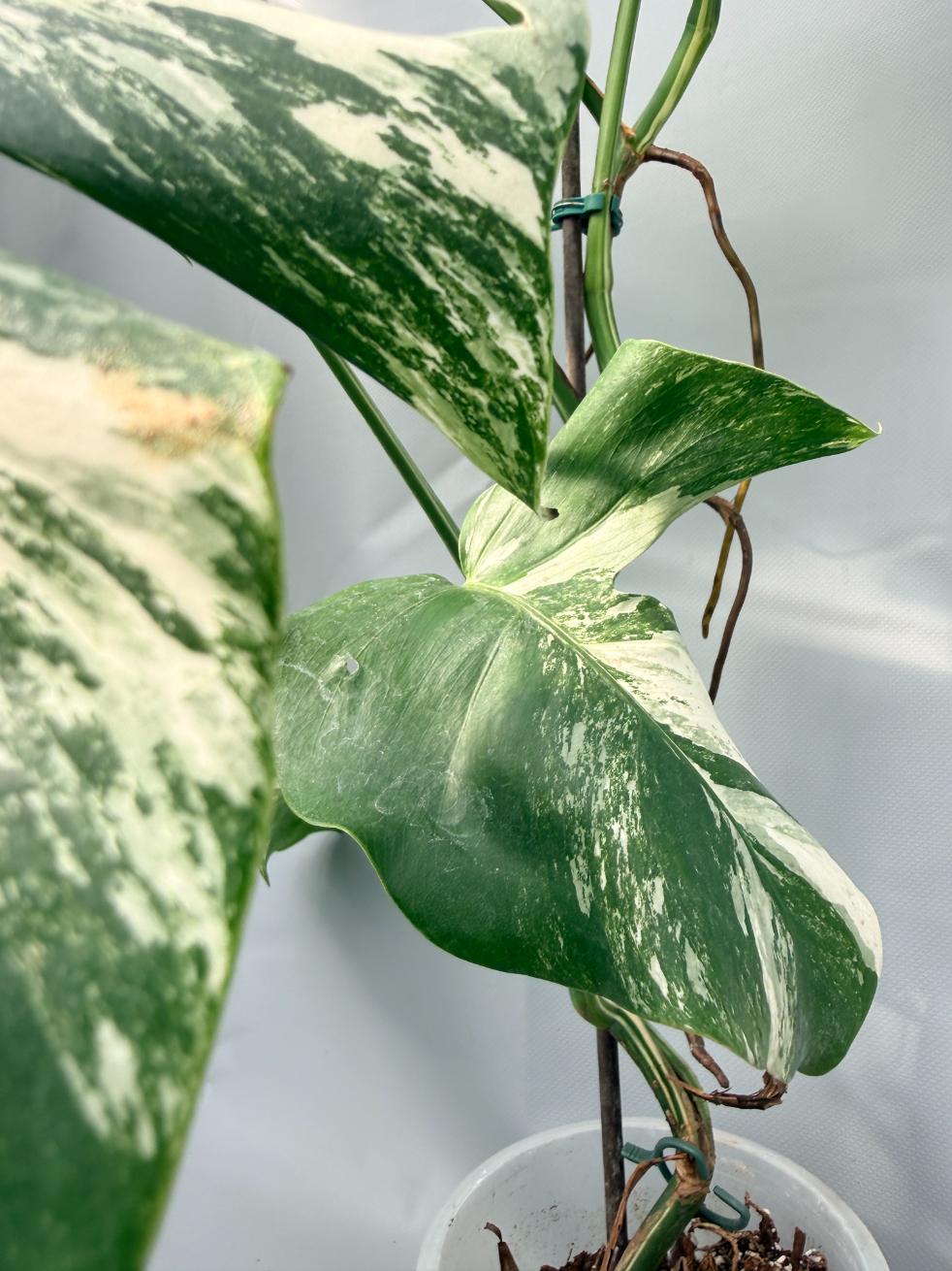 Monstera  Albo Variegata 08