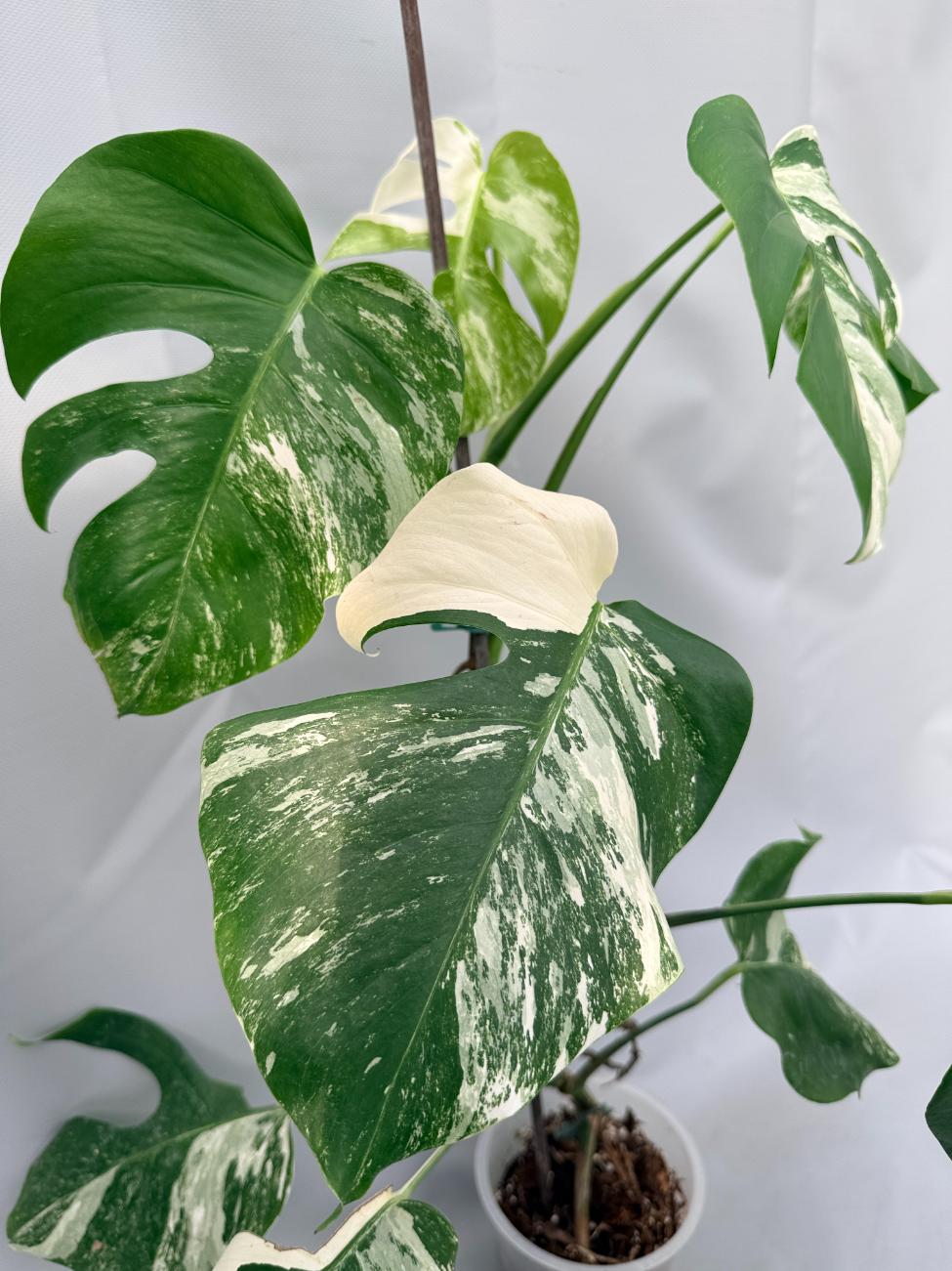 Monstera  Albo Variegata 01
