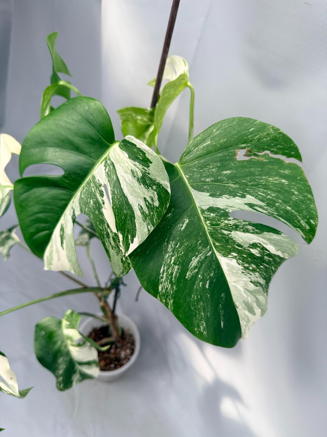 Monstera  Albo Variegata 03