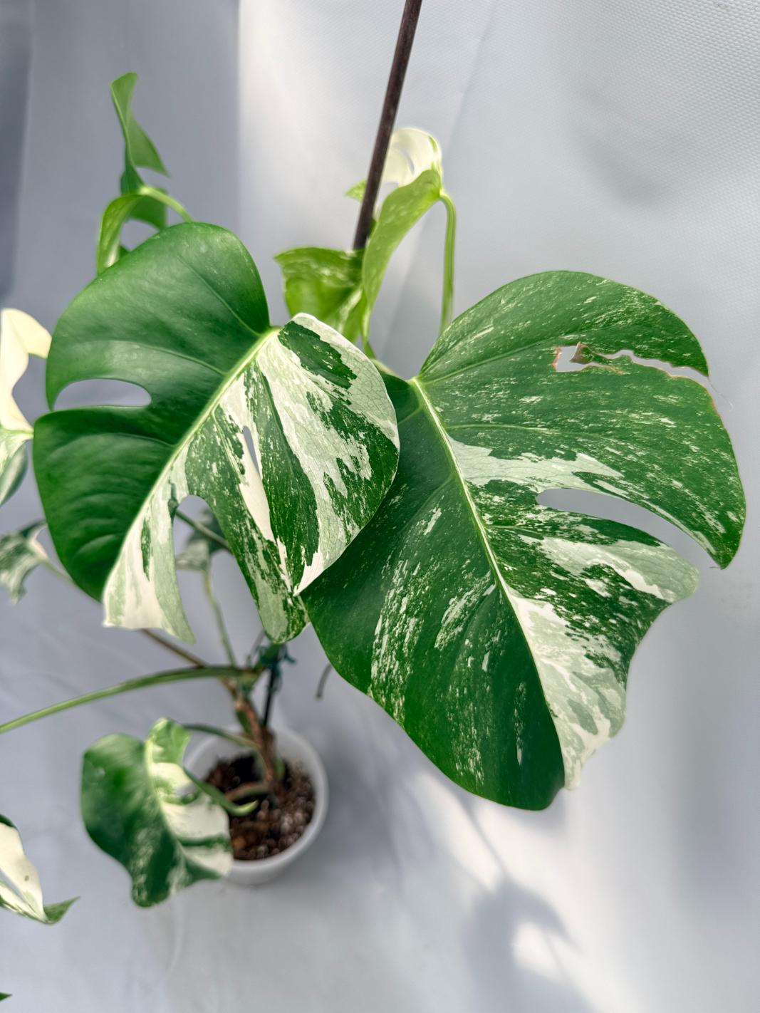 Monstera  Albo Variegata 04