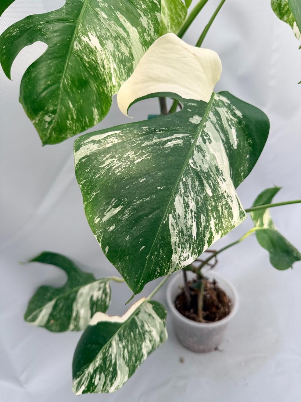 Monstera  Albo Variegata 05