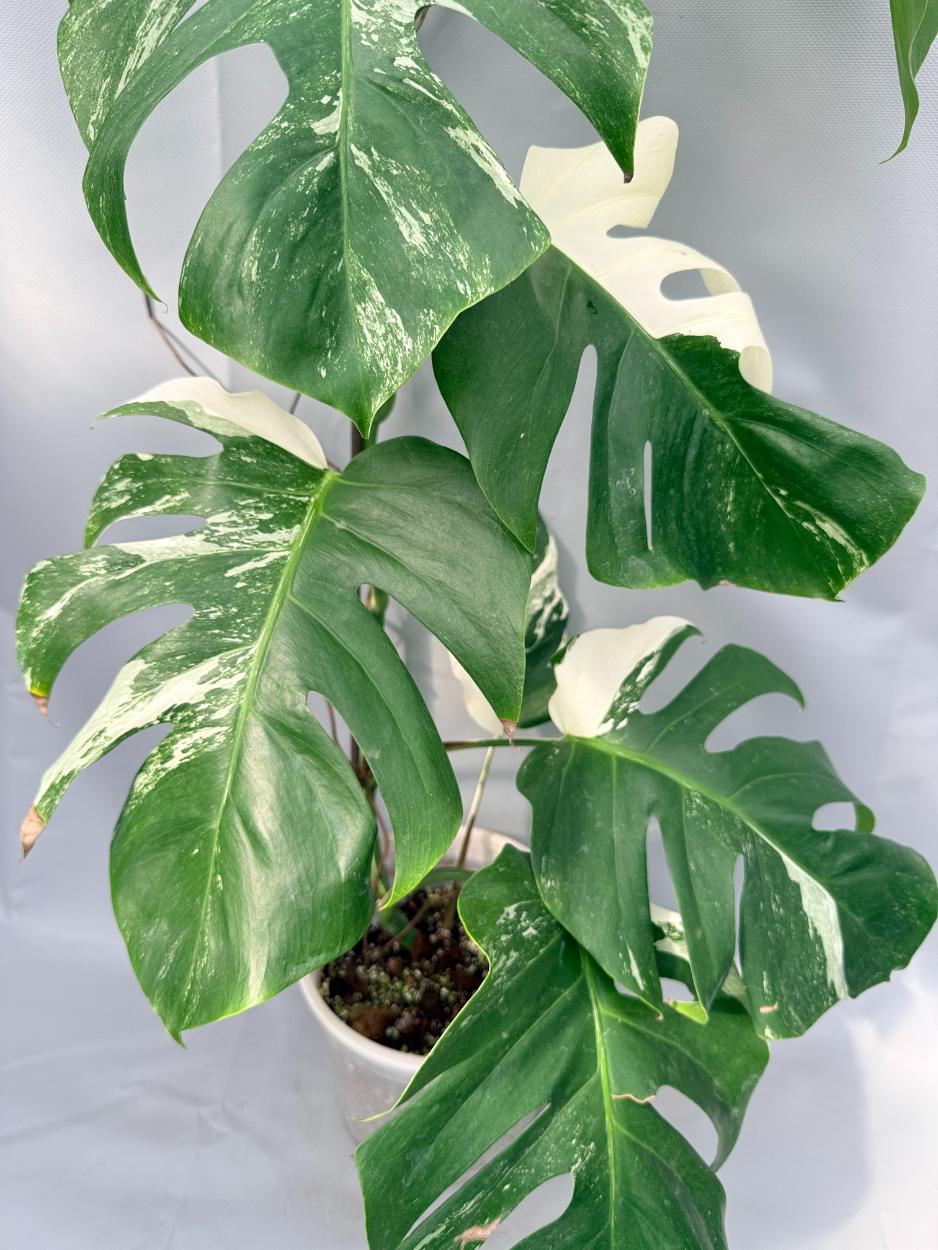 Monstera Albo Variegata 07