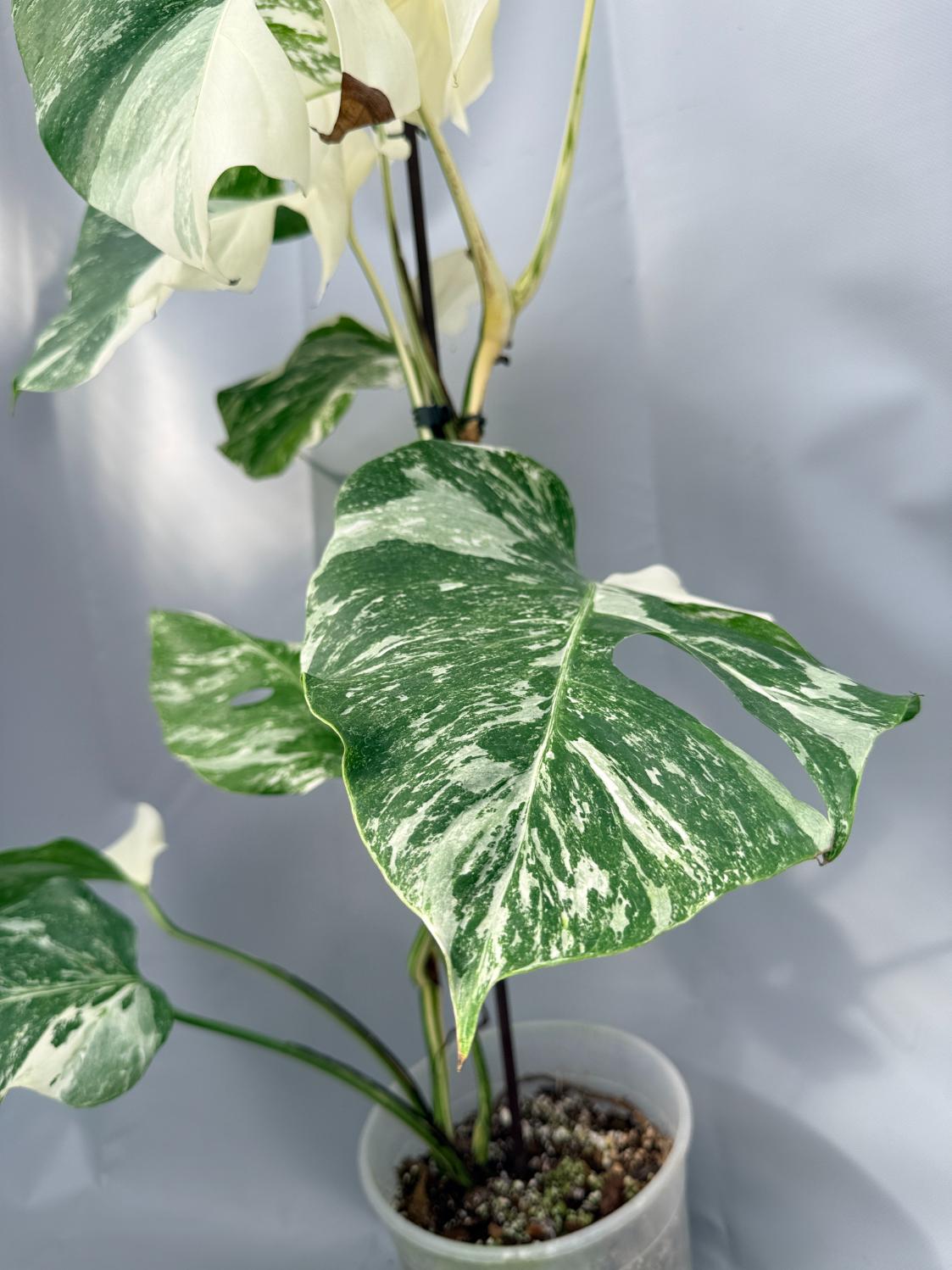 Monstera Albo Variegata 08