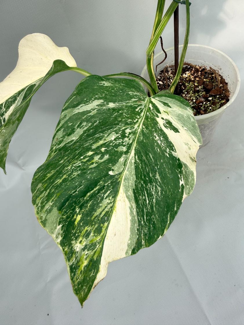 Monstera Albo Variegata 09