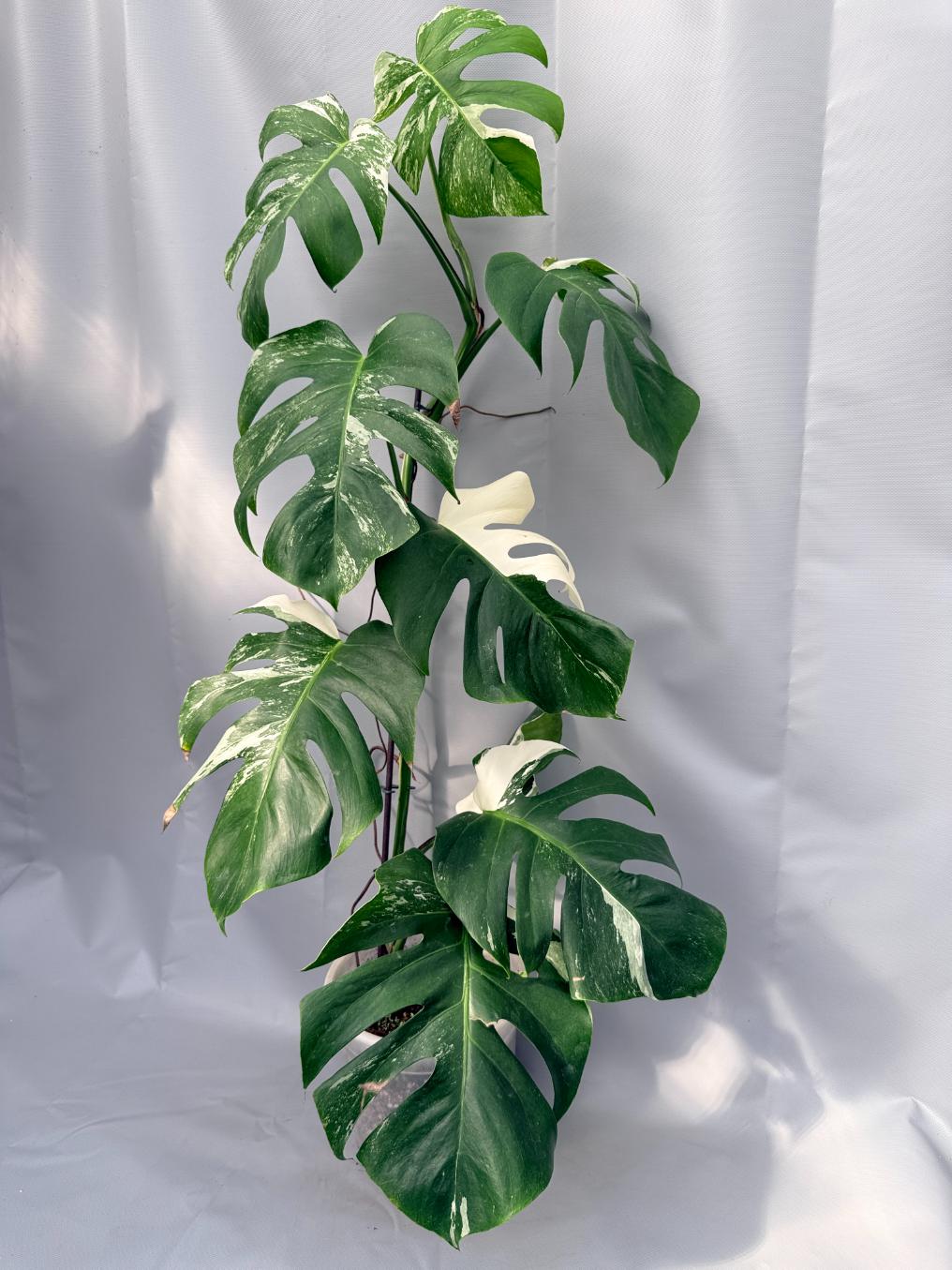 Monstera Albo Variegata 01