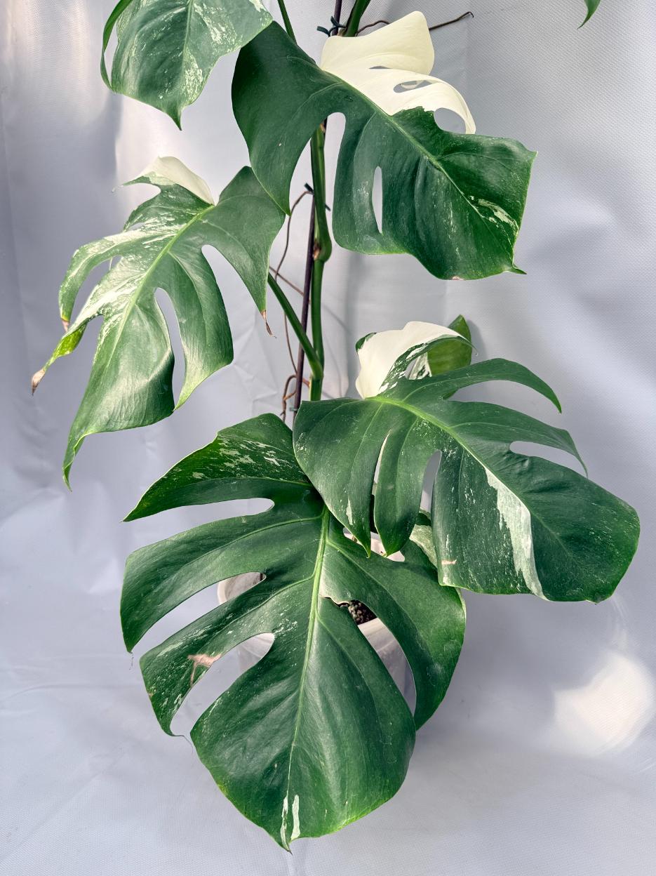 Monstera Albo Variegata 02
