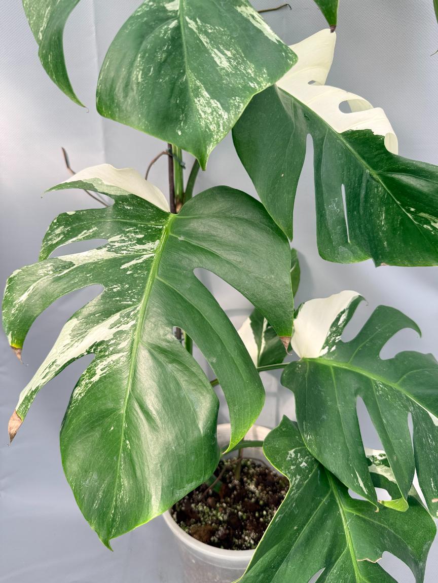 Monstera Albo Variegata 03