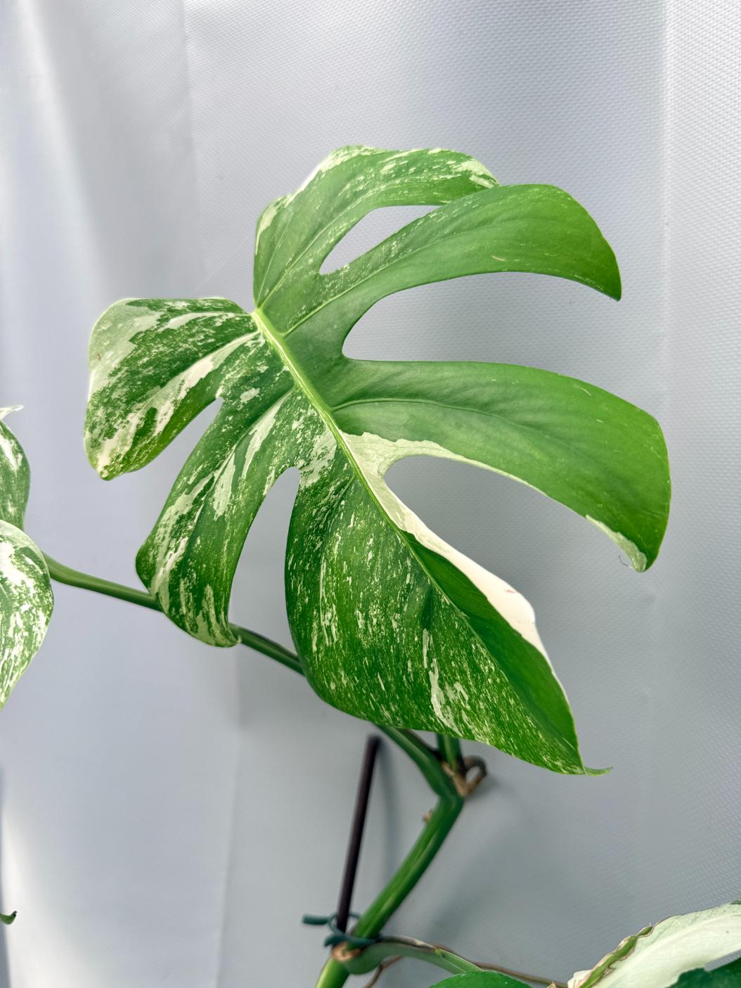 Monstera Albo Variegata 04