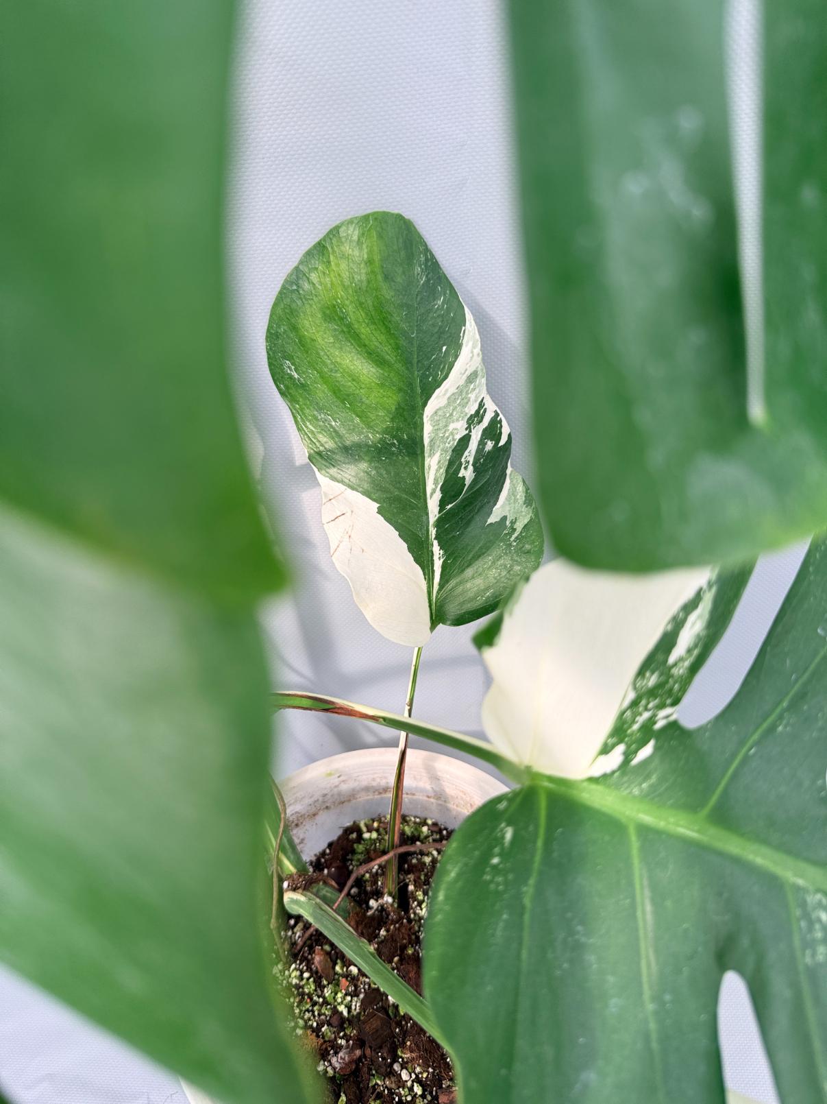 Monstera Albo Variegata 05