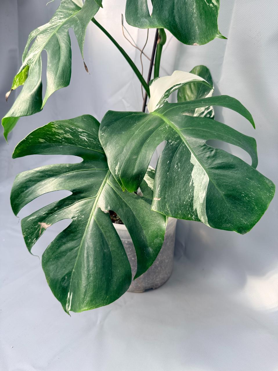 Monstera Albo Variegata 06