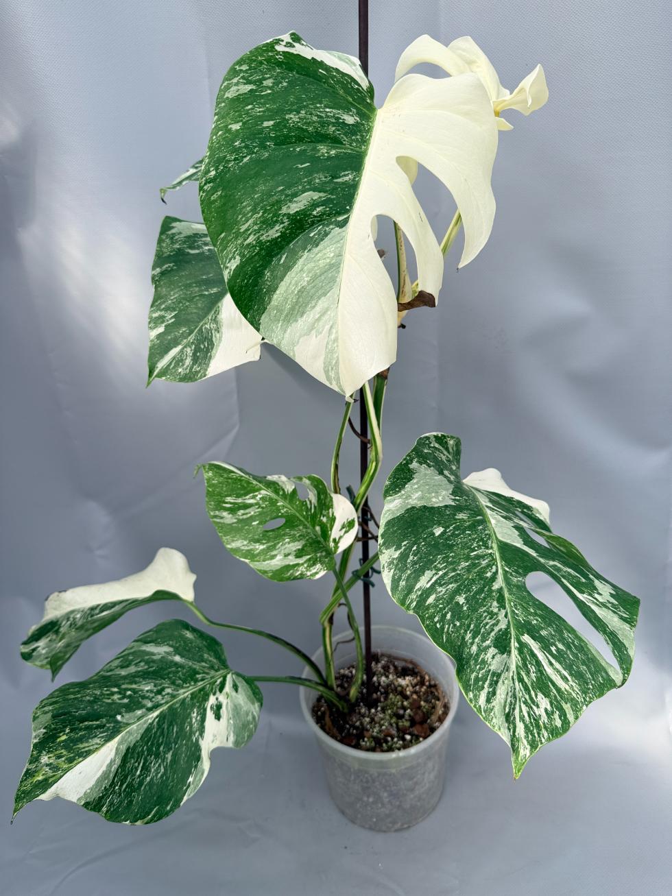 Monstera Albo Variegata 01