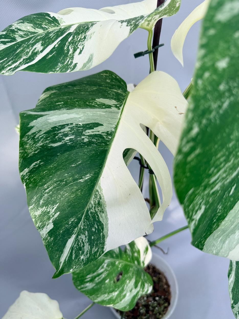 Monstera Albo Variegata 02