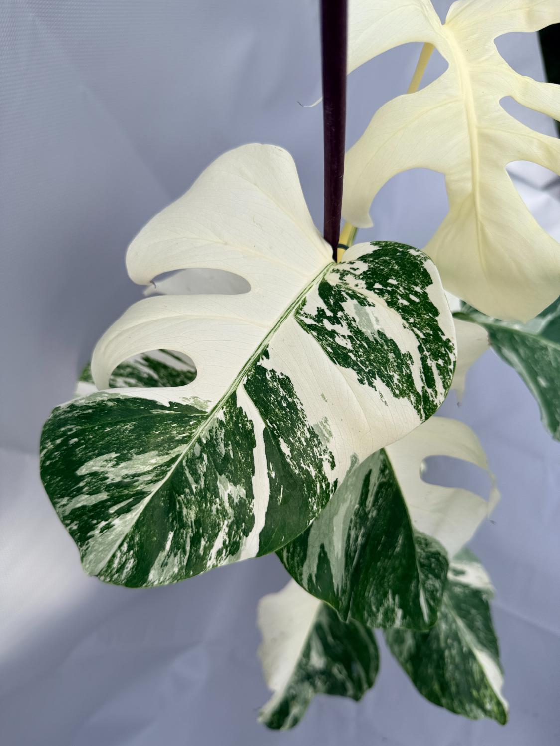 Monstera Albo Variegata 03