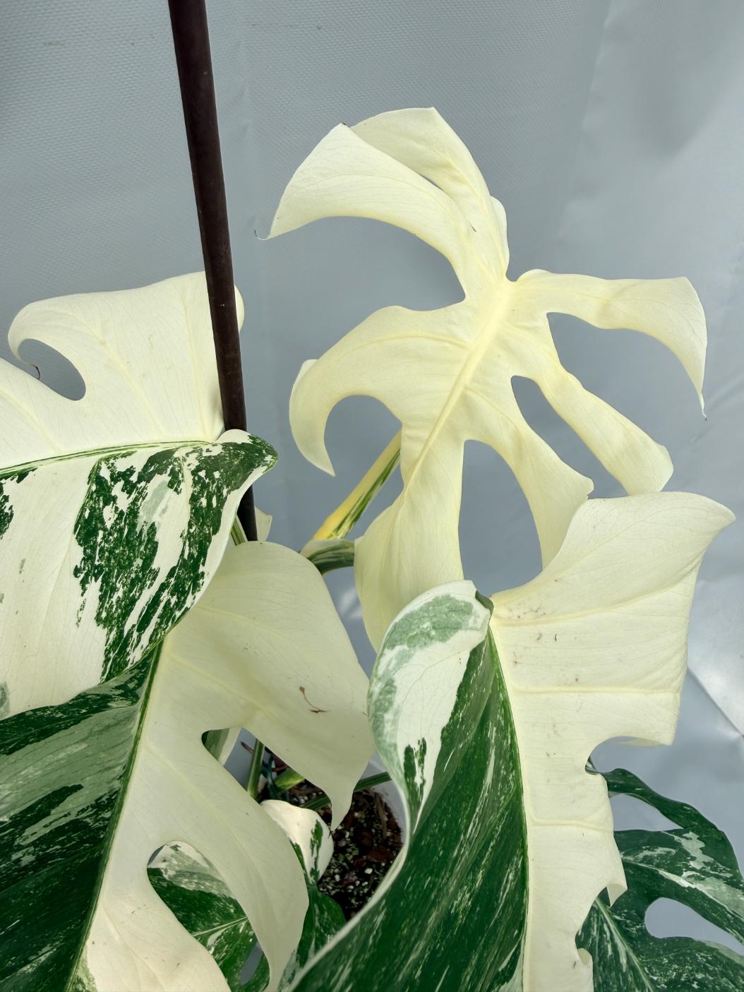 Monstera Albo Variegata 04
