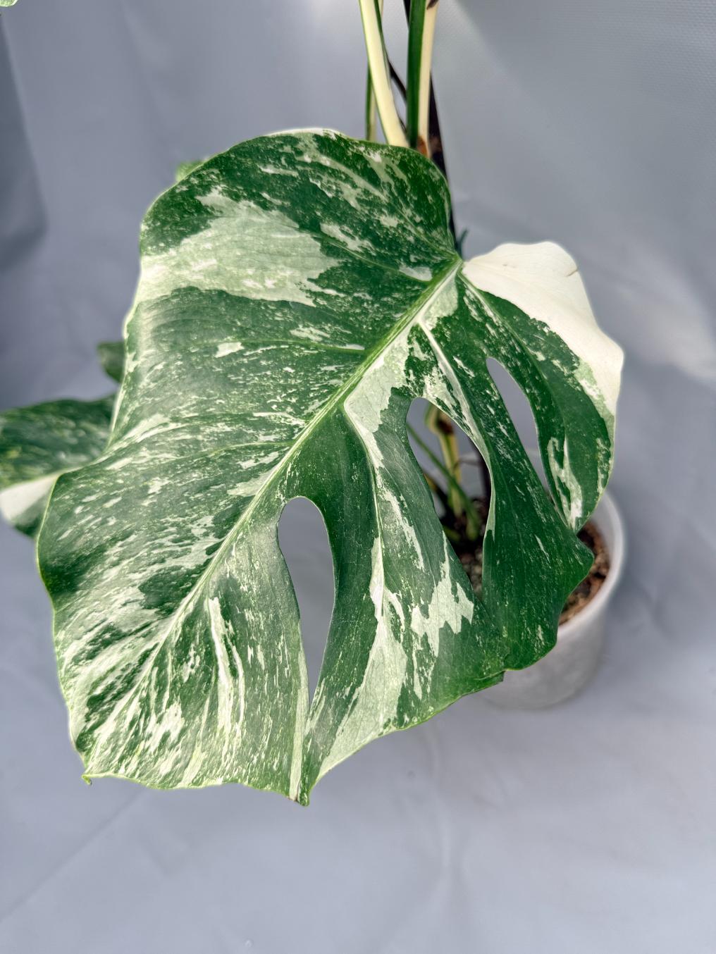 Monstera Albo Variegata 05