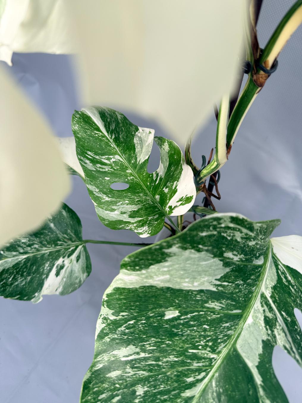 Monstera Albo Variegata 06