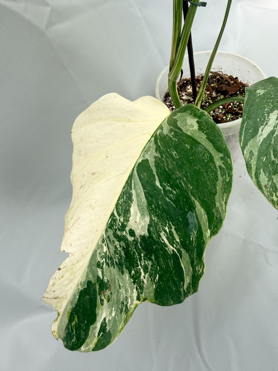 Monstera Albo Variegata 07