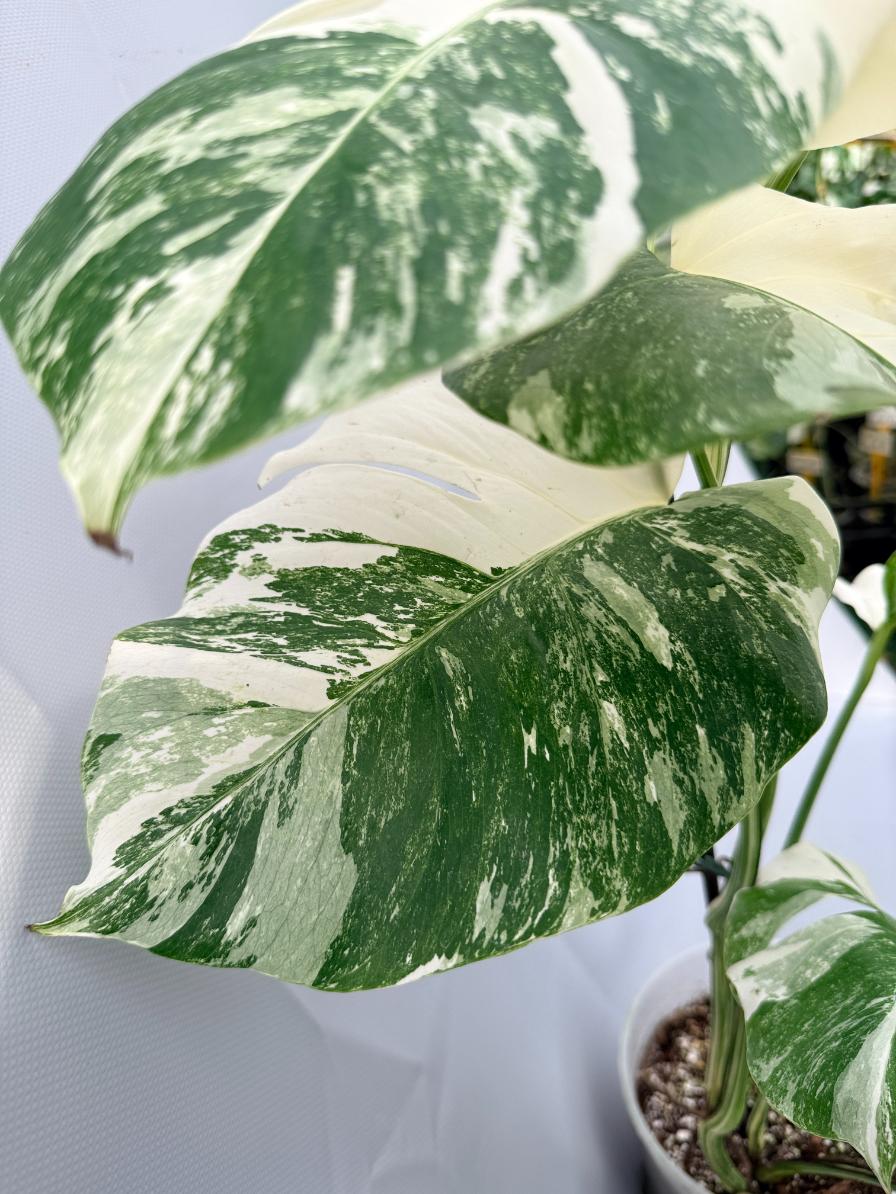 Monstera Albo Variegata 08