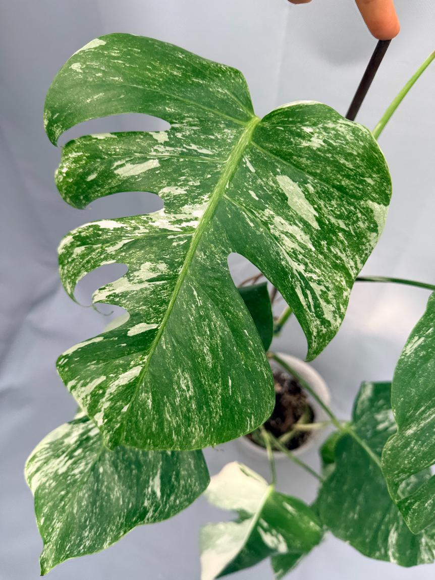 Monstera Albo Variegata 07