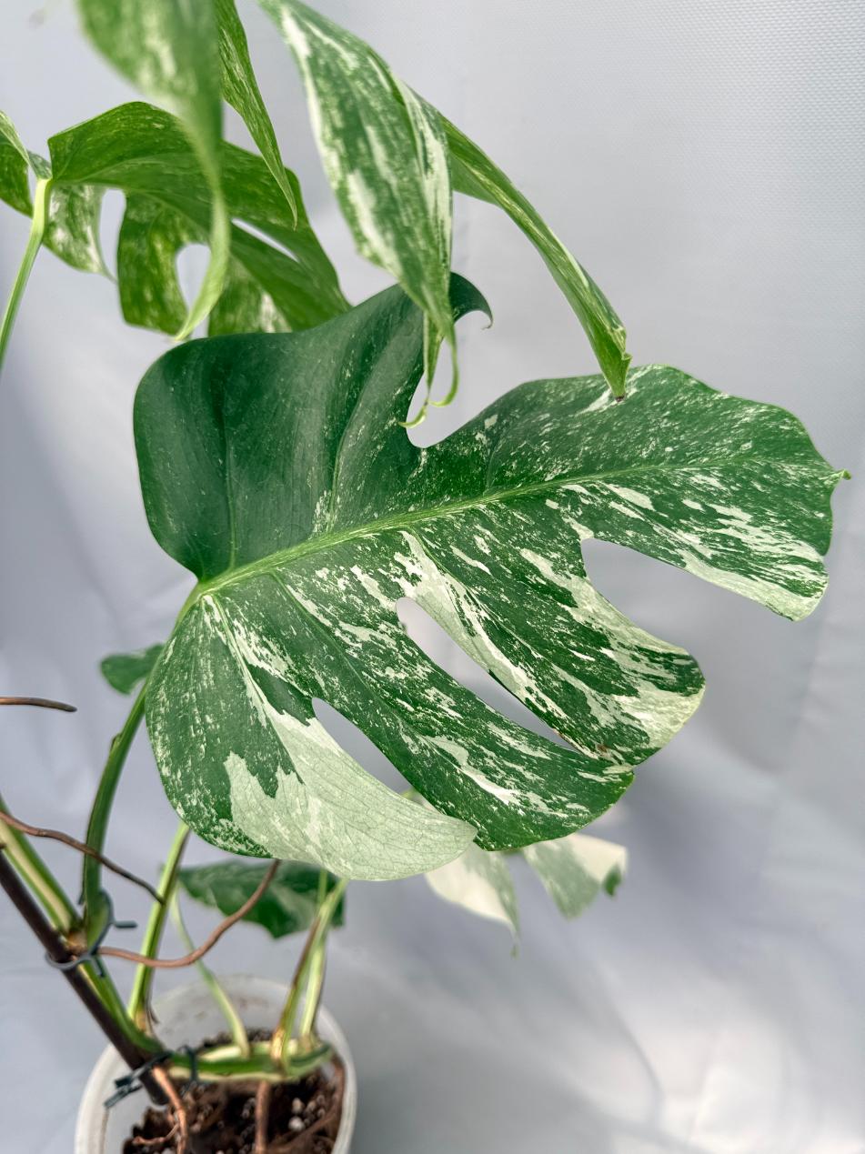 Monstera Albo Variegata 08