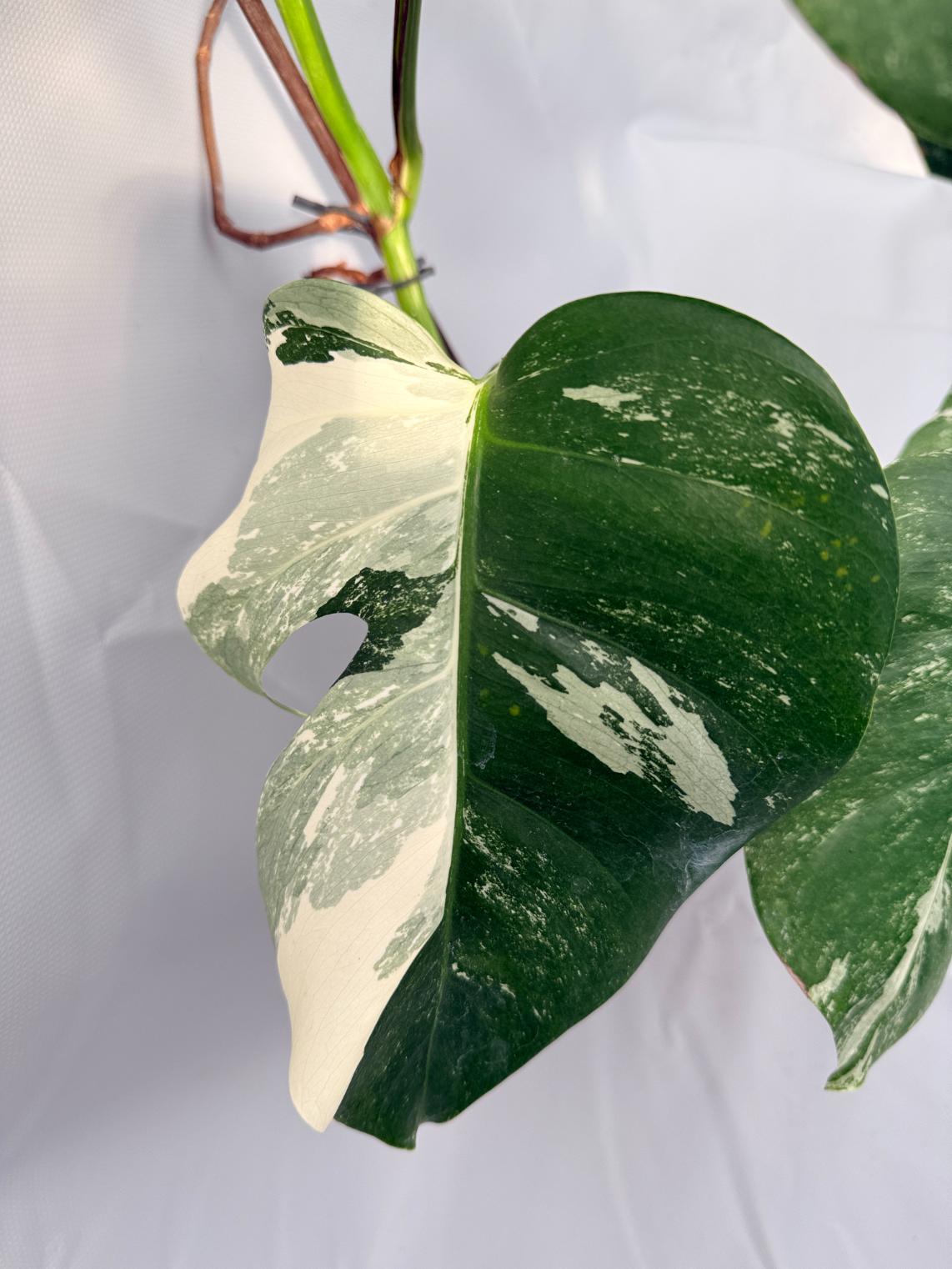 Monstera Albo Variegata 02