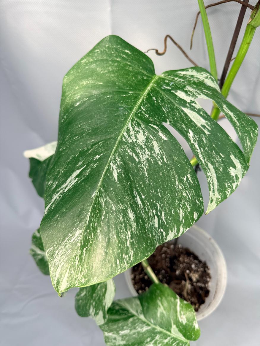 Monstera Albo Variegata 03