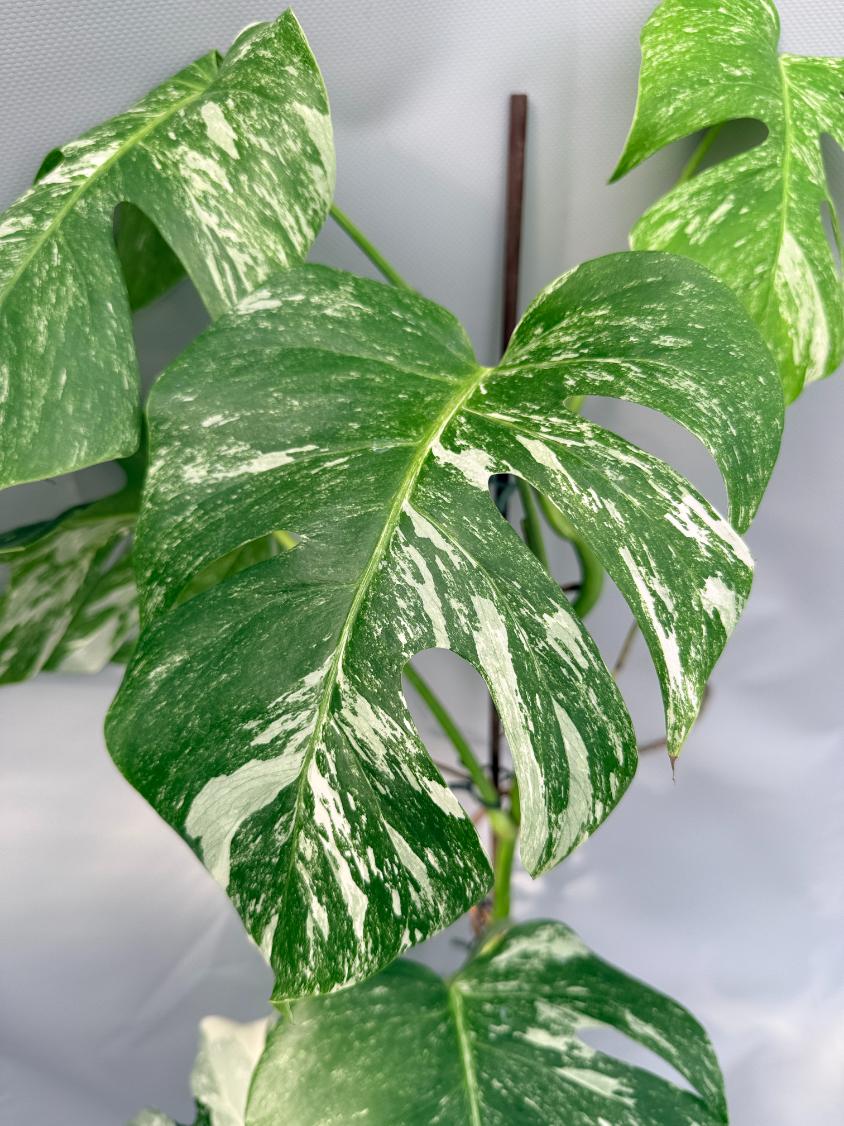 Monstera Albo Variegata 04
