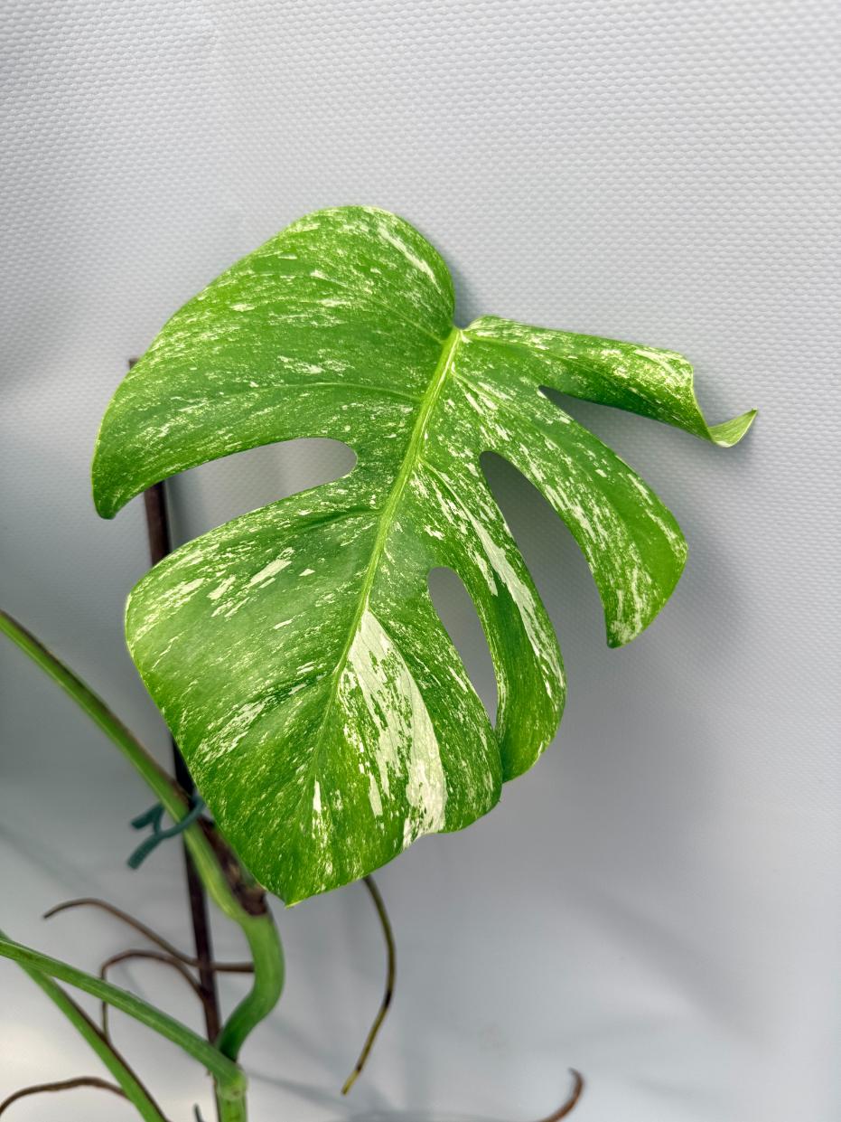 Monstera Albo Variegata 05