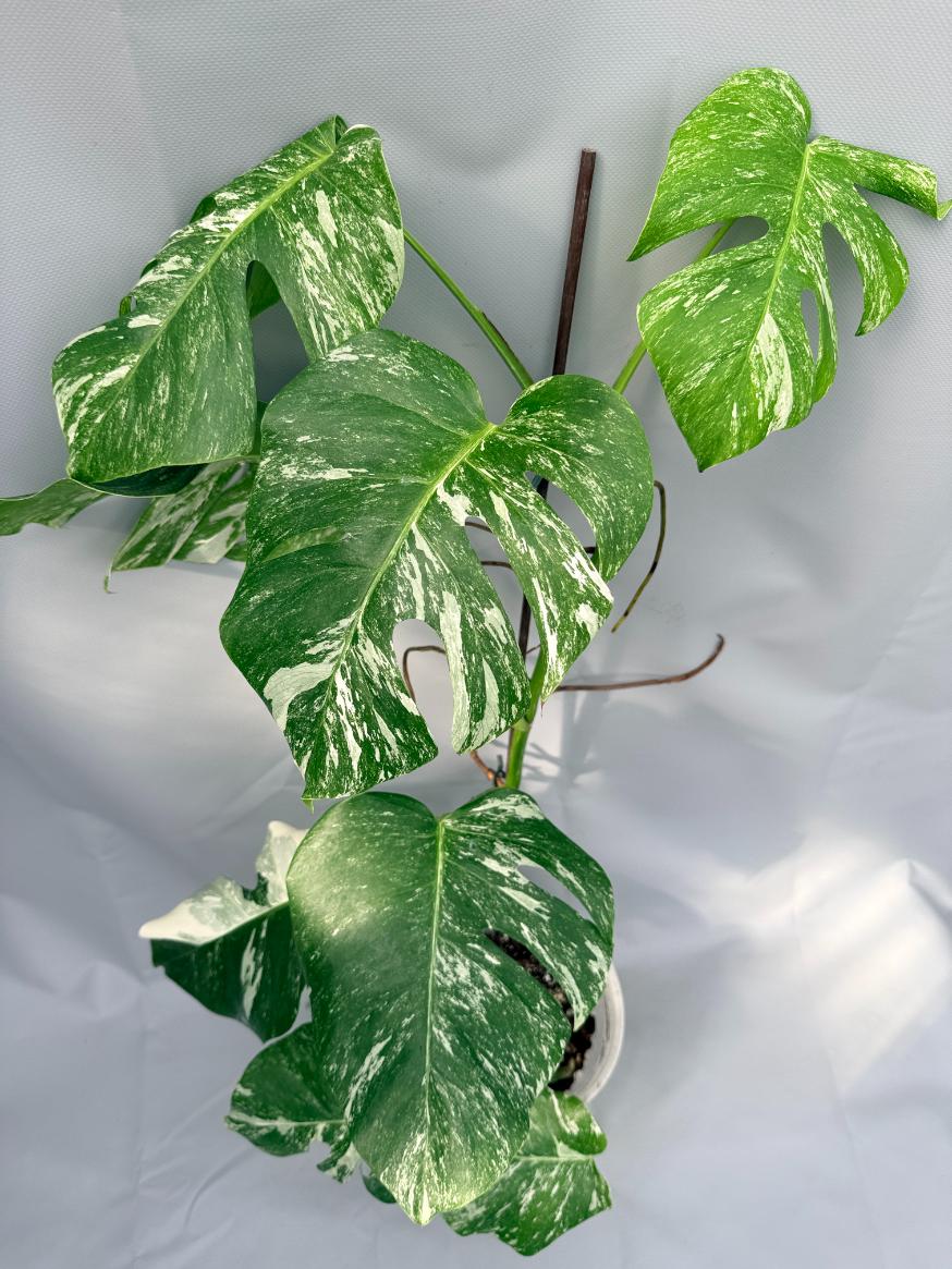 Monstera Albo Variegata 01