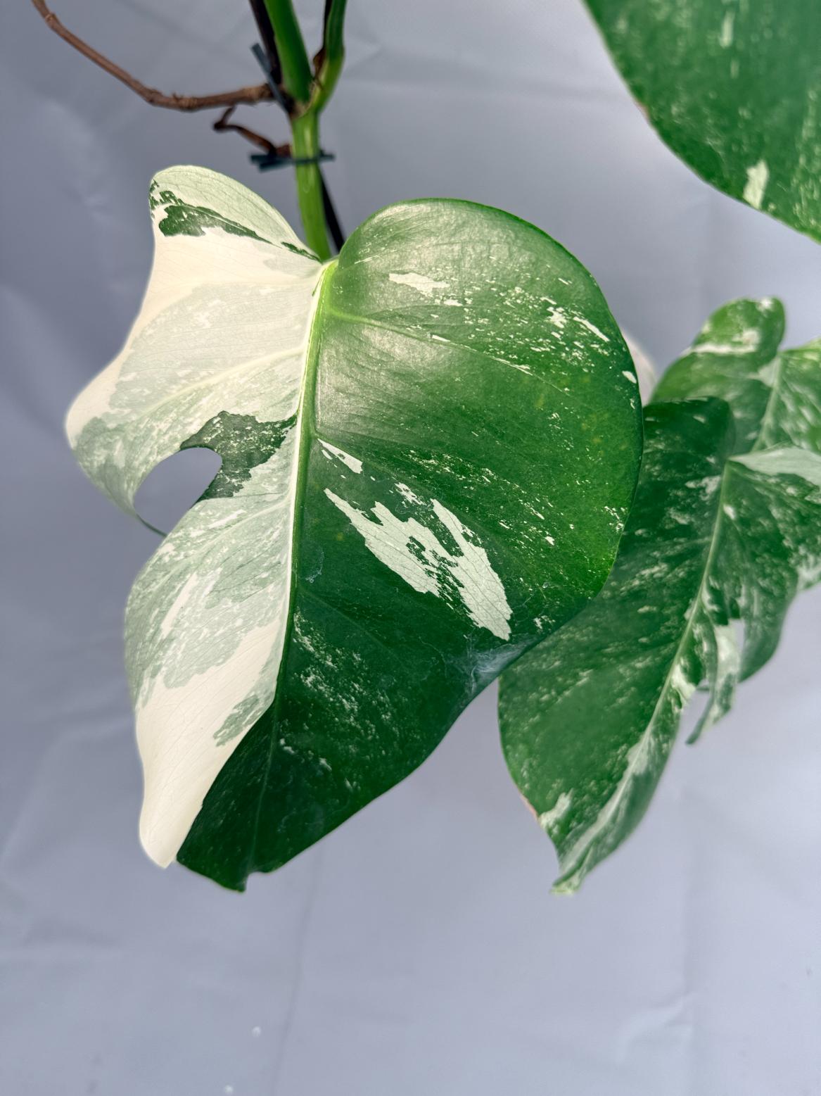 Monstera Albo Variegata 06