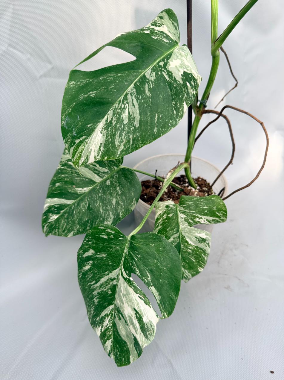 Monstera Albo Variegata 07