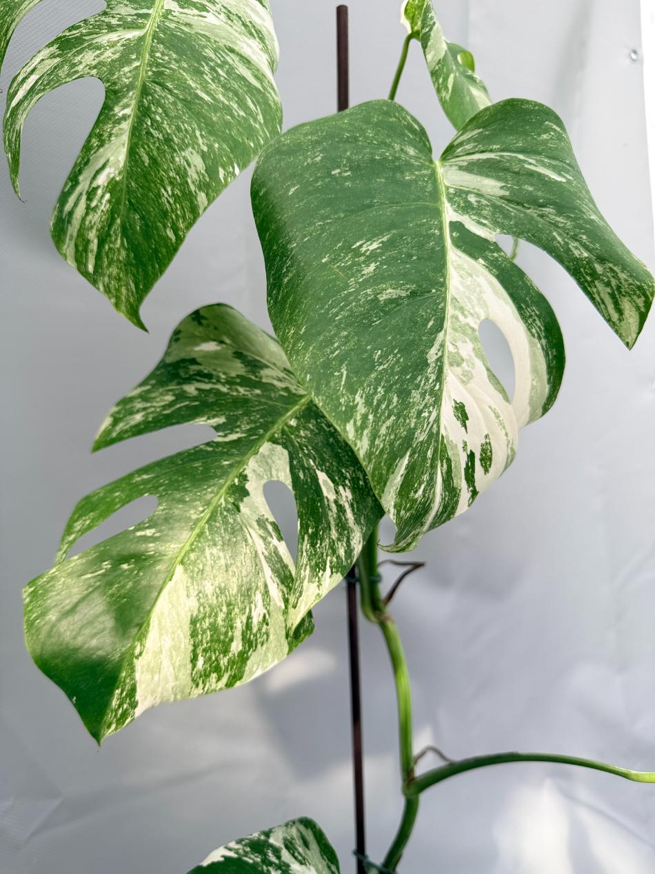 Monstera Albo Variegata 08